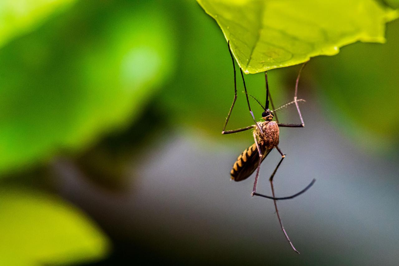 Учёные изобрели искусственную кожу для испытаний над комарами